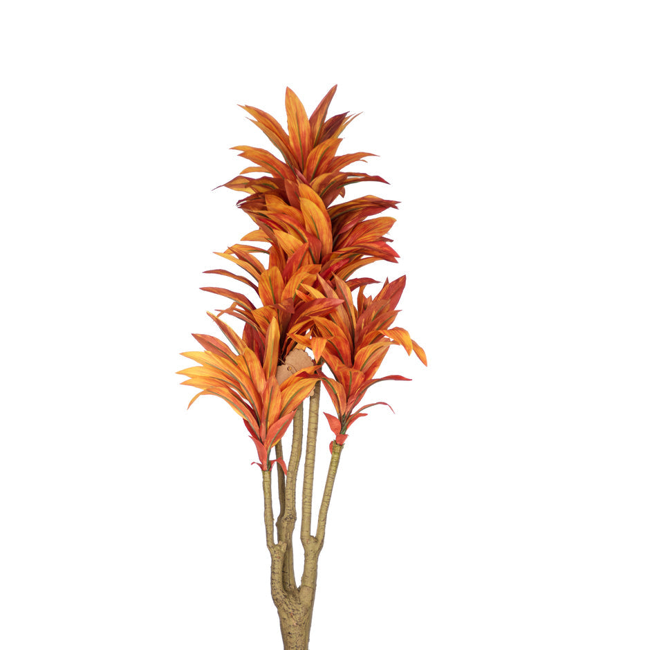 Dracaena flower burnt orange