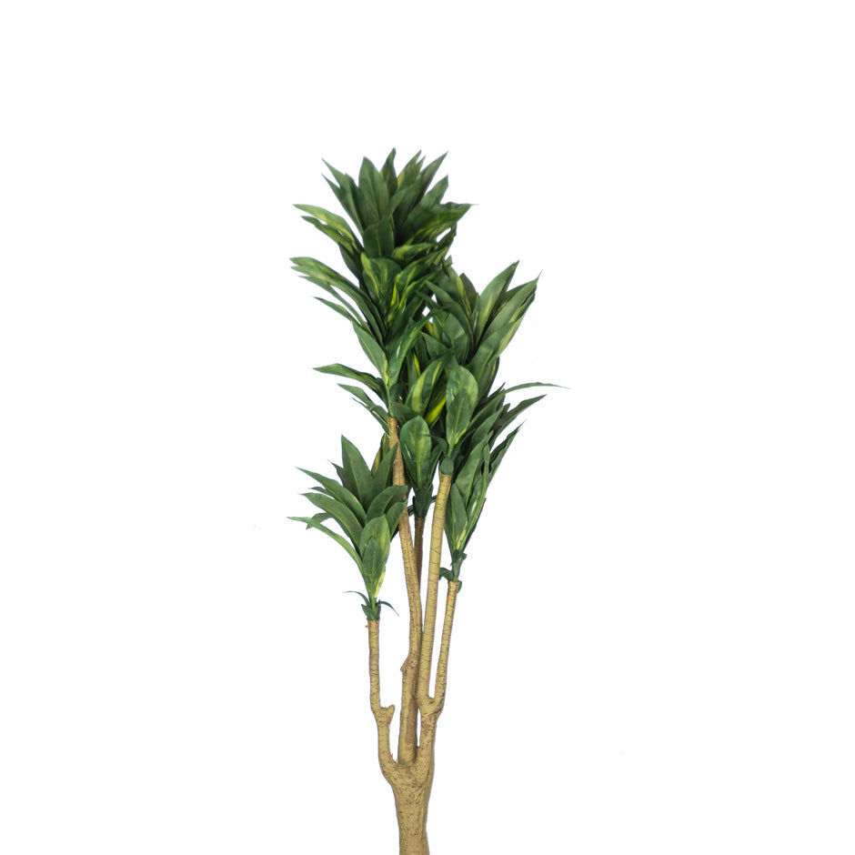 Dracaena flower green
