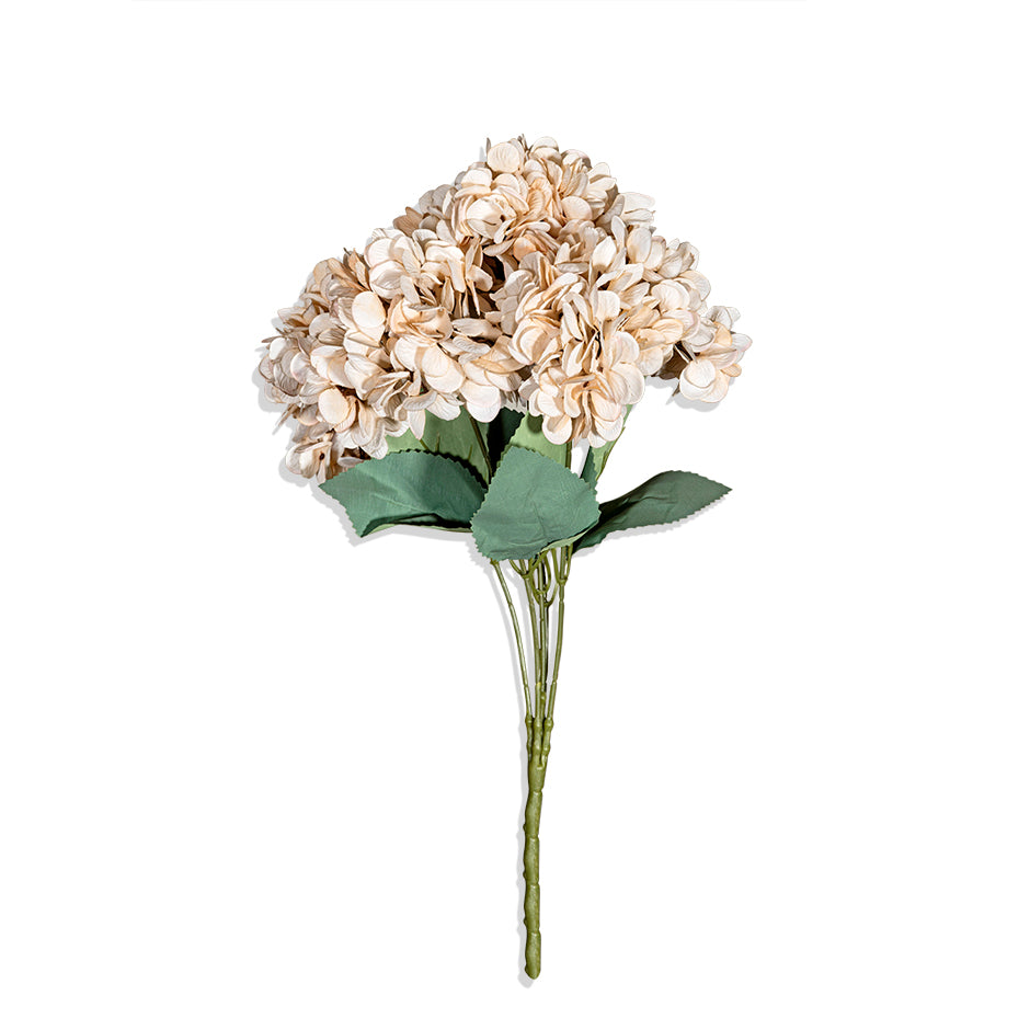 Hydrangea peach