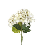 Hydrangea white