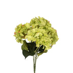 Hydrangea yellow