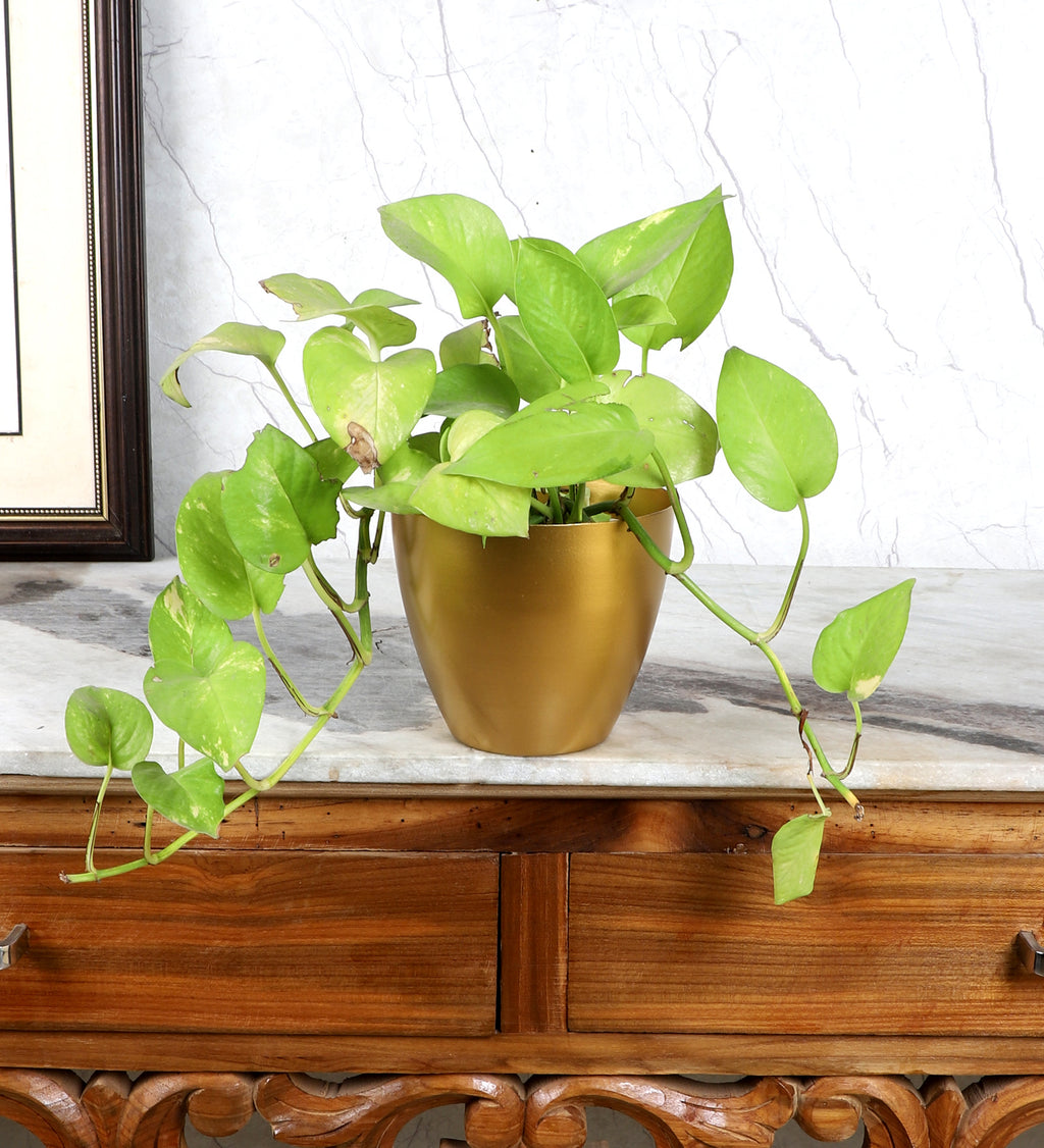 Amaya Decors Jar Shape Flower Pot