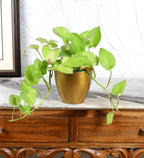 Amaya Decors Jar Shape Flower Pot