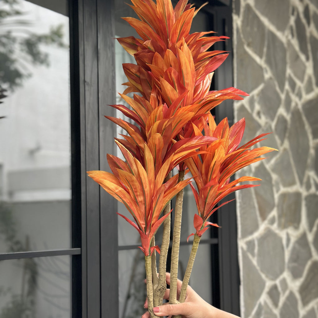 Dracaena flower burnt orange