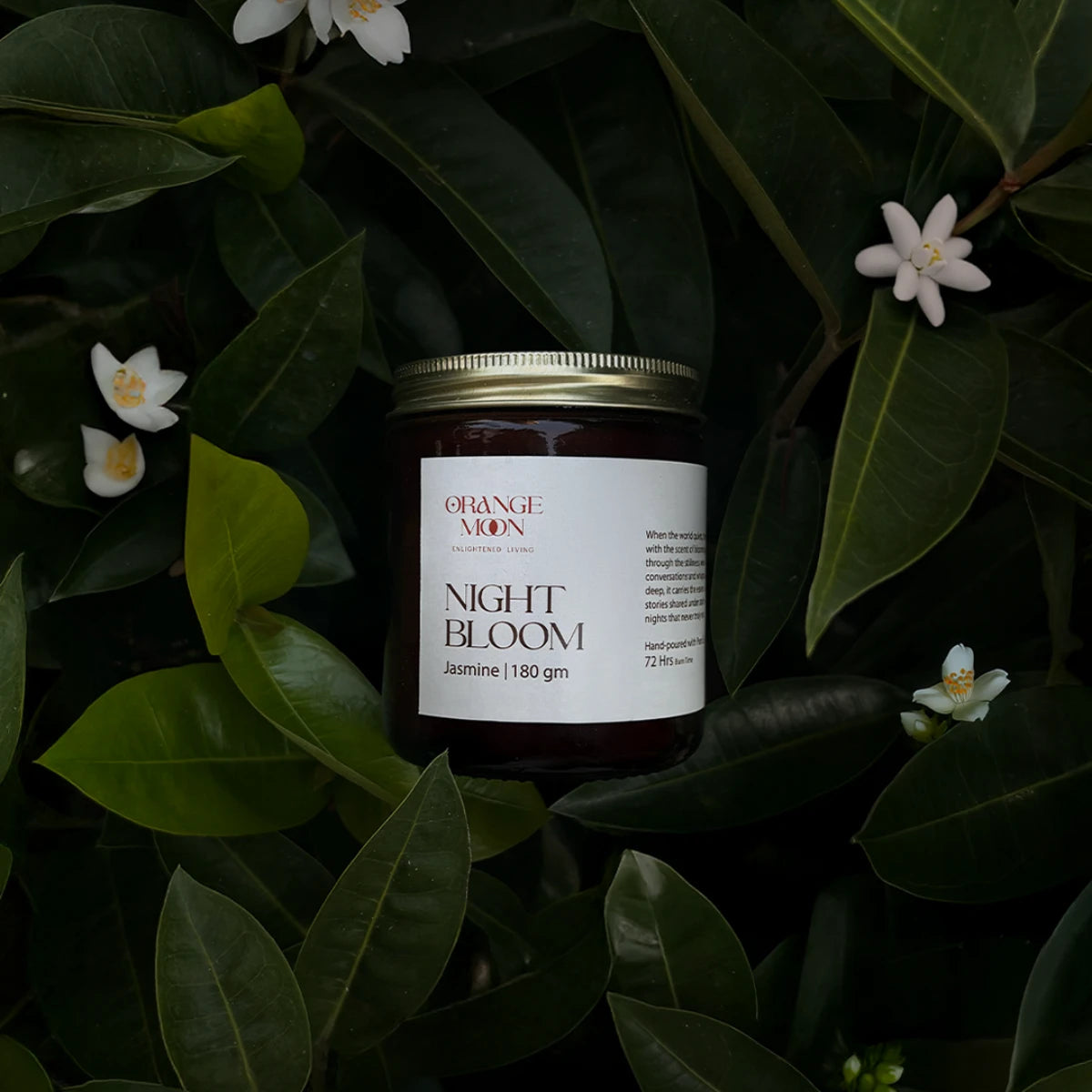 Night Bloom – Jasmine