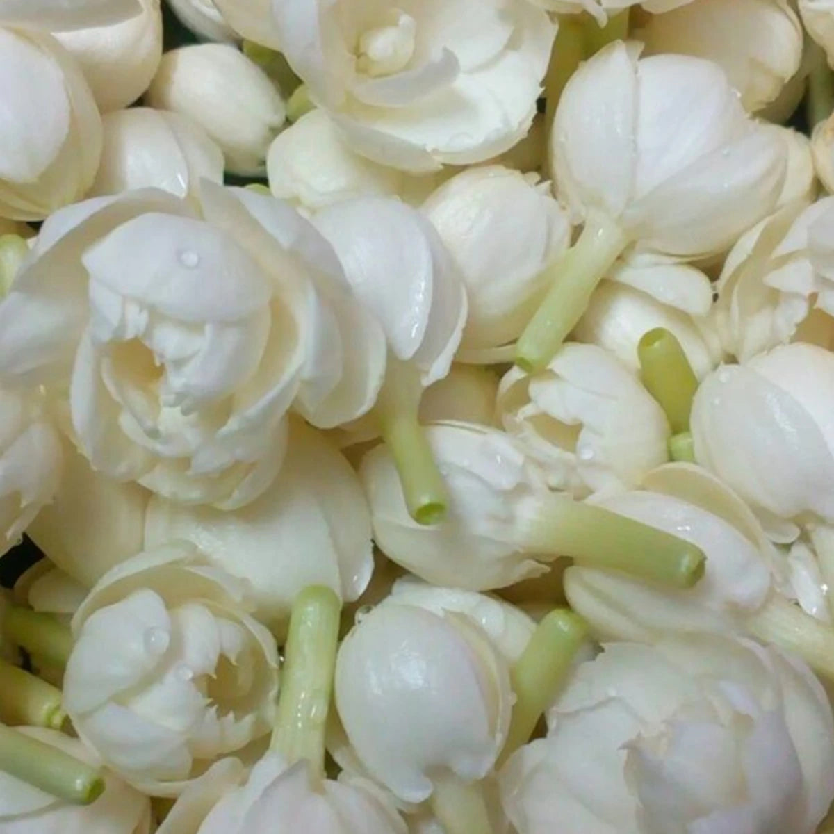 Night Bloom – Jasmine