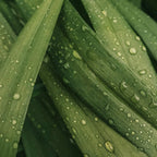 Morning Dew – Lemongrass